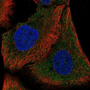 Anti-DAAM1 antibody produced in rabbit 
