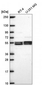 Anti-DAGLB antibody produced in rabbit 