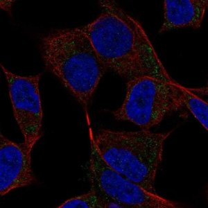 Anti-DAND5 antibody produced in rabbit 