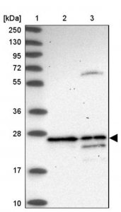 Anti-DAO antibody produced in rabbit 