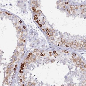 Anti-DAZ1 antibody produced in rabbit 
