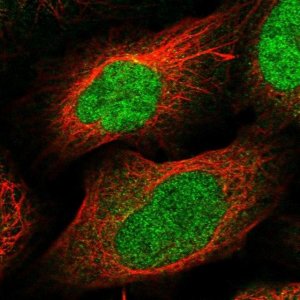Anti-DBF4B antibody produced in rabbit 
