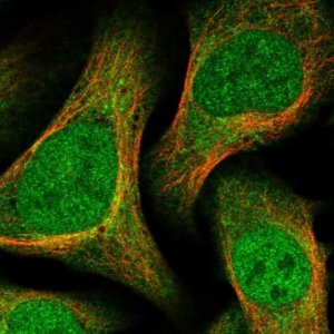 Anti-DCTD antibody produced in rabbit 