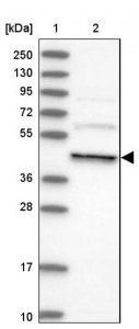 Anti-DCTN4 antibody produced in rabbit 