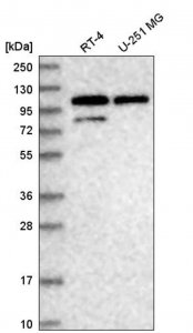 Anti-DDX23 antibody produced in rabbit HPA039037-100UL