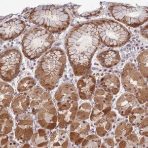 Anti-DEAF1 antibody produced in rabbit HPA030302-100UL