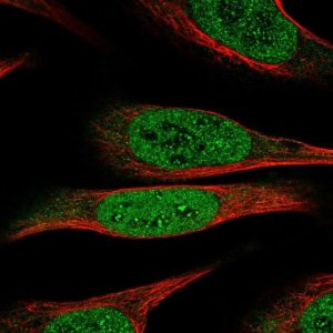 Anti-DEAF1 antibody produced in rabbit HPA030302-100UL