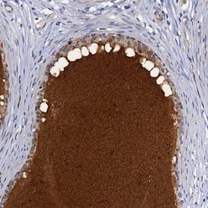 Anti-DEFB104A antibody produced in rabbit 