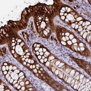 Anti-DEFB115 antibody produced in rabbit 