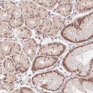 Anti-DEK antibody produced in rabbit 