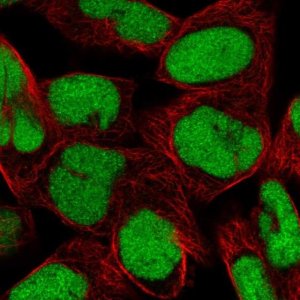Anti-DEK antibody produced in rabbit 