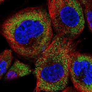 Anti-DENND2D antibody produced in rabbit 