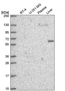 Anti-DEPDC1B antibody produced in rabbit HPA072558-100UL