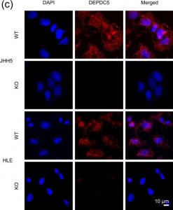 Anti-DEPDC5 antibody produced in rabbit 