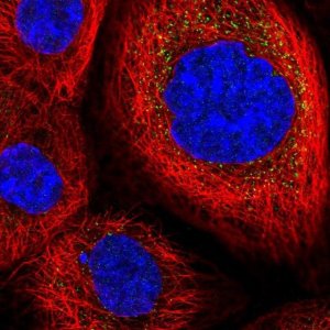 Anti-DESI2 antibody produced in rabbit 