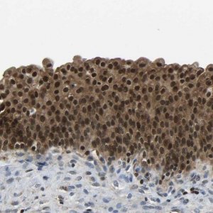 Anti-DFFA antibody produced in rabbit 