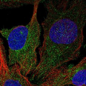 Anti-DGKD antibody produced in rabbit 