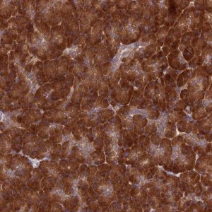Anti-DHCR7 antibody produced in rabbit 