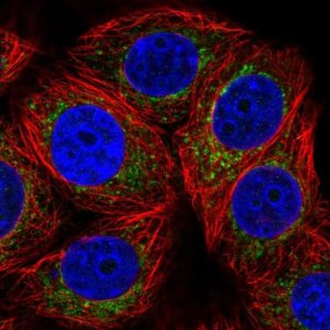Anti-DHFR2 antibody produced in rabbit 
