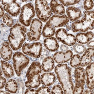 Anti-DHRS4 antibody produced in rabbit HPA023972-100UL