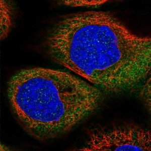 Anti-DHX29 antibody produced in rabbit 