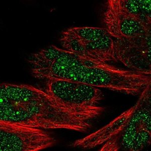 Anti-DHX35 antibody produced in rabbit 