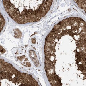 Anti-DHX36 antibody produced in rabbit 