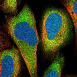 Anti-DHX36 antibody produced in rabbit 