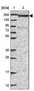 Anti-DIDO1 antibody produced in rabbit 