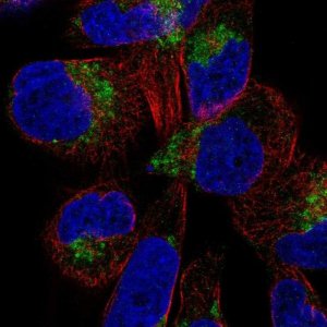 Anti-DIRC2 antibody produced in rabbit 