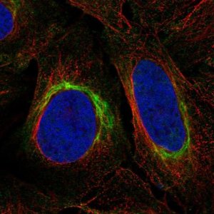 Anti-DISC1 antibody produced in rabbit 