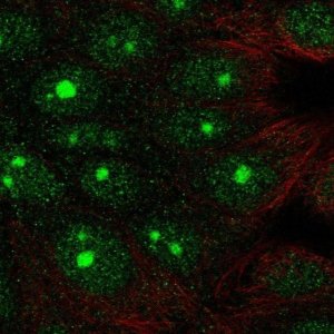 Anti-DLG3 antibody produced in rabbit 