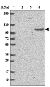 Anti-DLGAP4 antibody produced in rabbit 