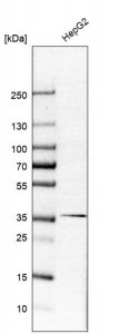 Anti-DLK1 antibody produced in rabbit HPA053879-100UL