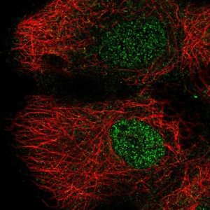 Anti-DLK2 antibody produced in rabbit 