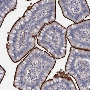 Anti-DLL4 antibody produced in rabbit 