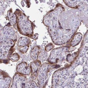 Anti-DLX4 antibody produced in rabbit 