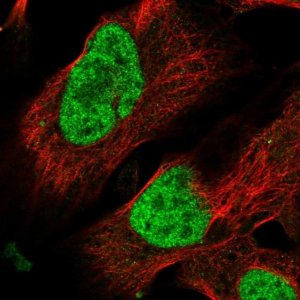 Anti-DLX4 antibody produced in rabbit 