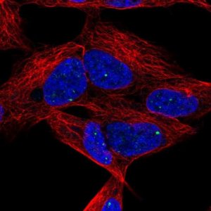 Anti-DLX6 antibody produced in rabbit 