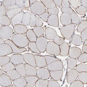 Anti-DMD antibody produced in rabbit 