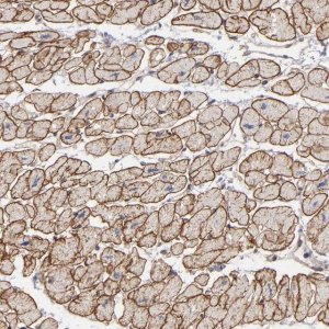 Anti-DMD antibody produced in rabbit 