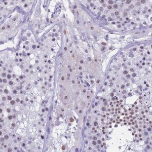 Anti-DMRTC2 antibody produced in rabbit 