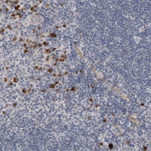 Anti-DMTN antibody produced in rabbit 