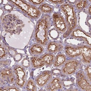Anti-DMWD antibody produced in rabbit 