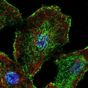 Anti-DMWD antibody produced in rabbit 