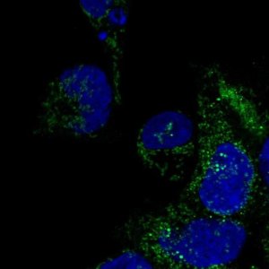 Anti-DNAAF3 antibody produced in rabbit 