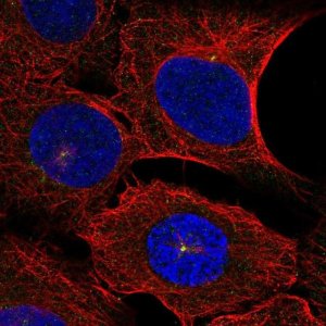 Anti-DNAH14 antibody produced in rabbit 