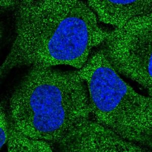 Anti-DNAH7 antibody produced in rabbit 