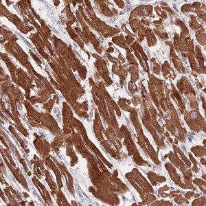 Anti-DNAJA3 antibody produced in rabbit 