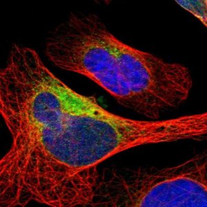 Anti-DNAJB11 antibody produced in rabbit 